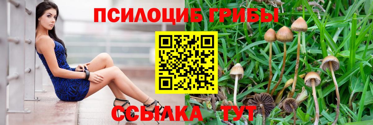 где купить наркотик  Вход с VPN  Зеленокумск  Галлюциногенные грибы Psilocybine cubensis 